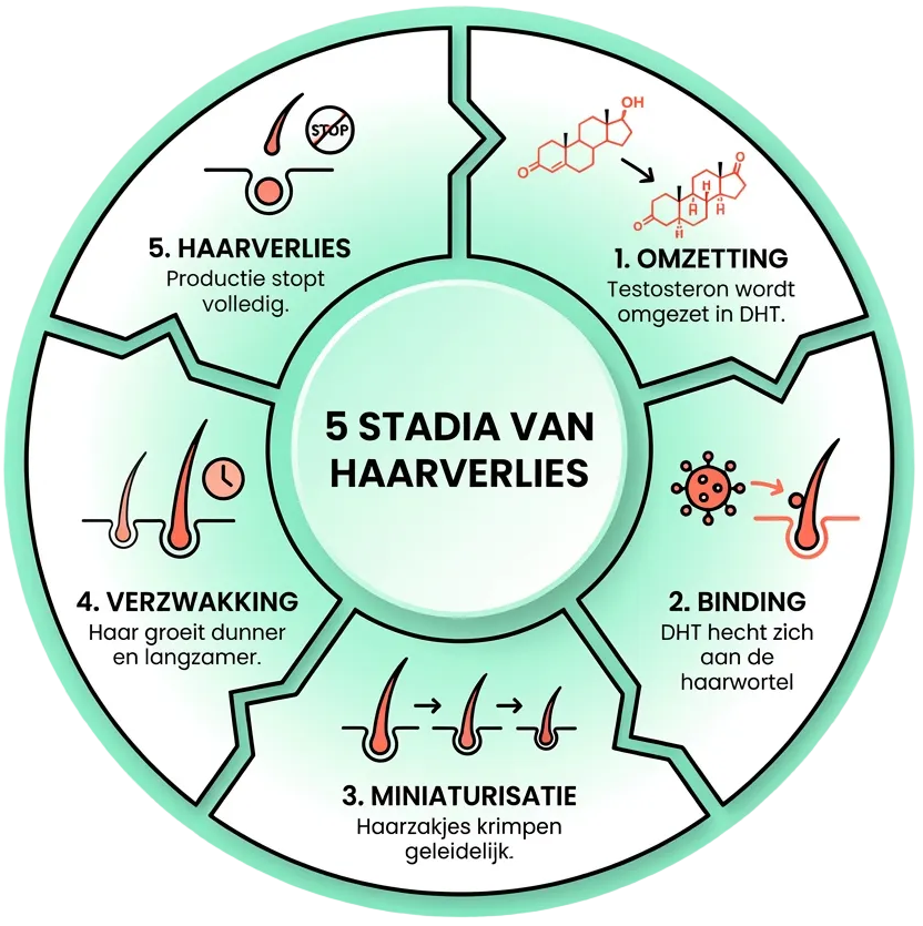 Zo verzwakt DHT je haar